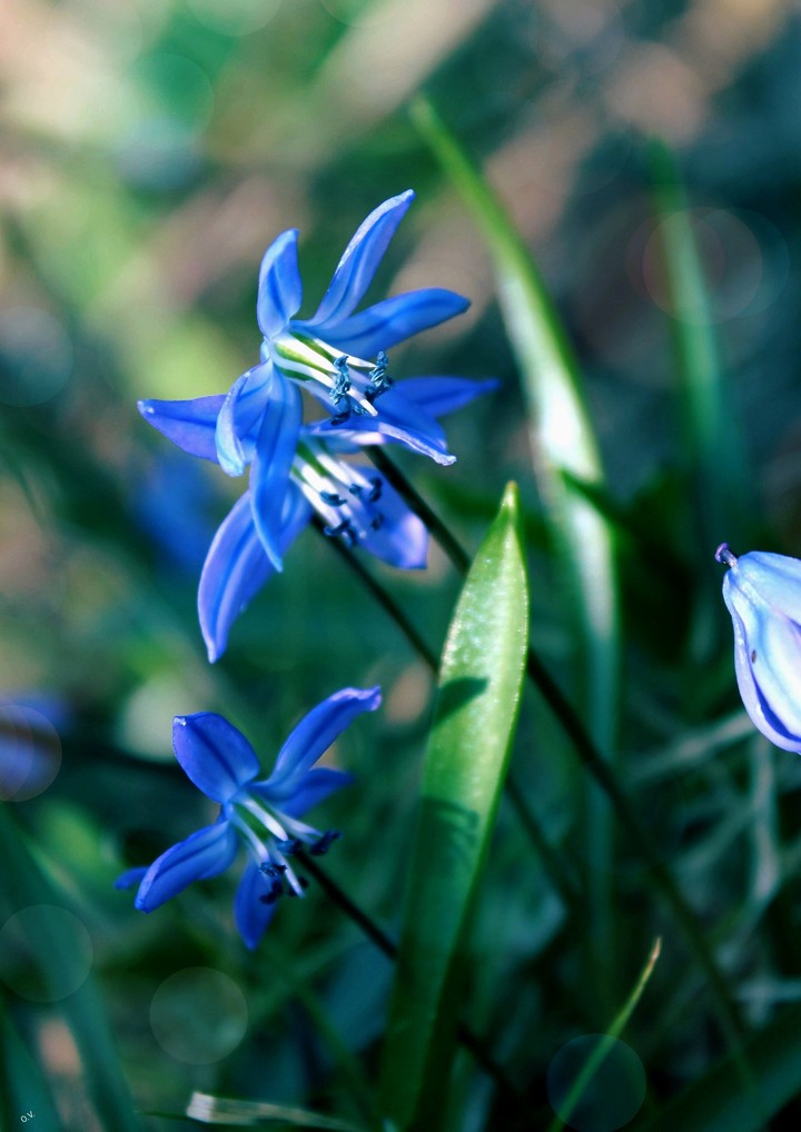 O.V.✳️My Spring✳️