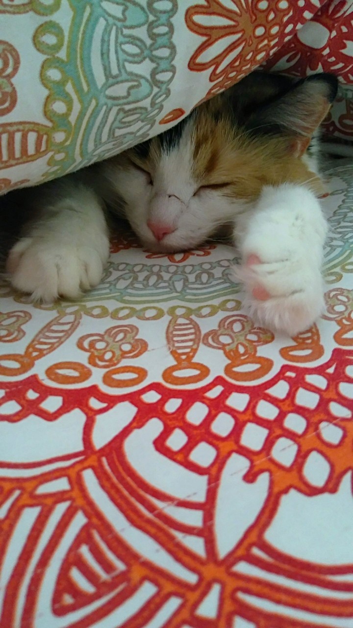 Sleepy Time