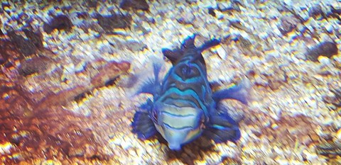 Fish