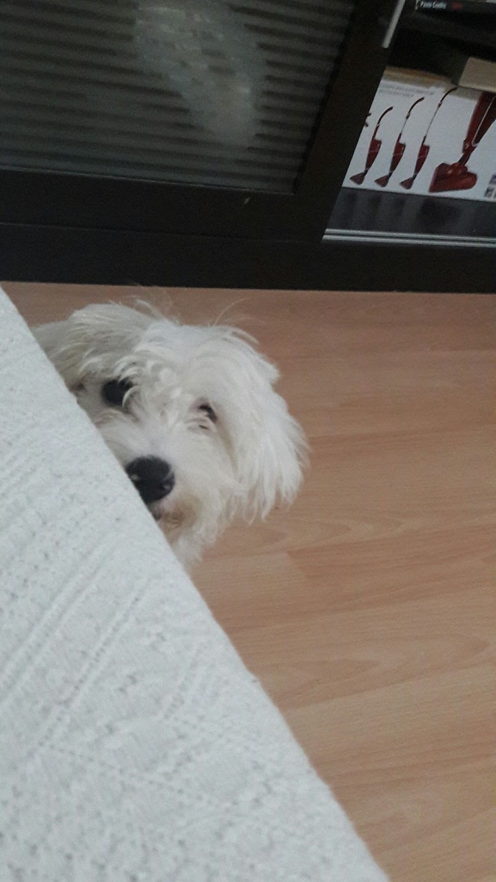 Köpek