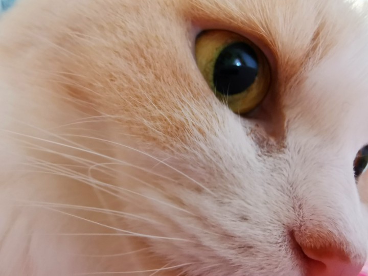 my cat