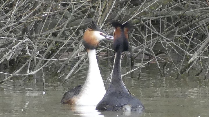 Grebes Mating Dance