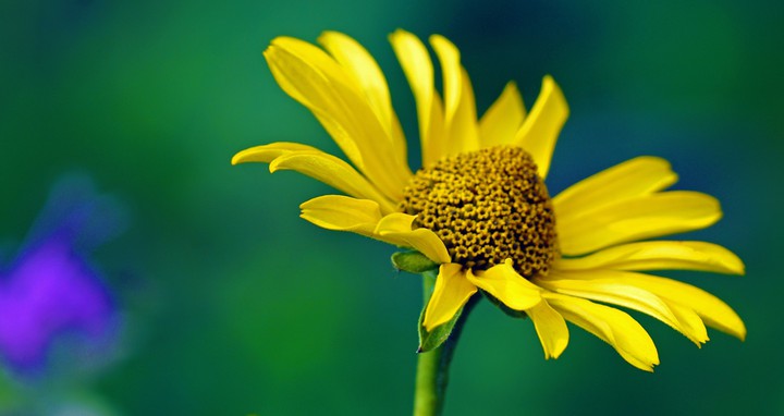 sun flower