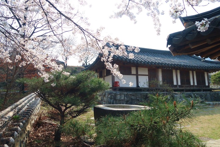 cherryblossom