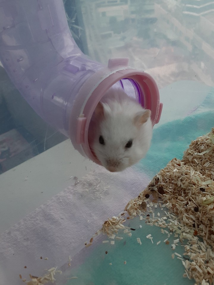 빼꼼