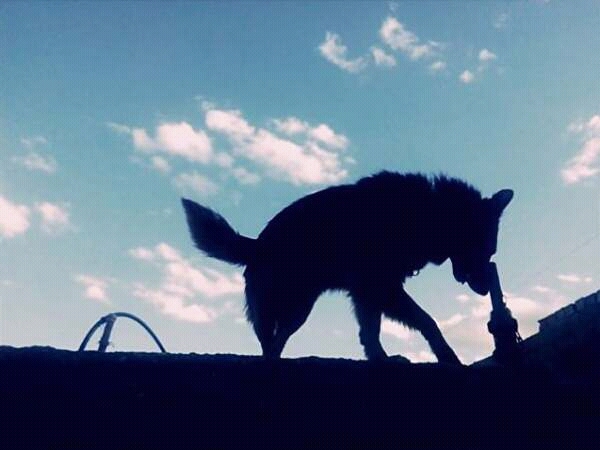 dog rex