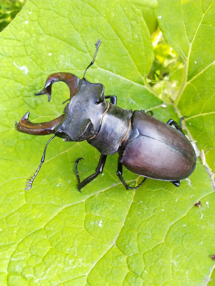 Beetle
