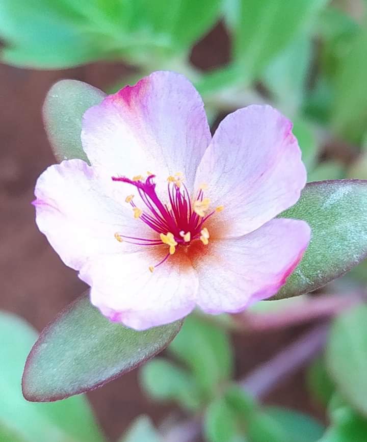 purslane