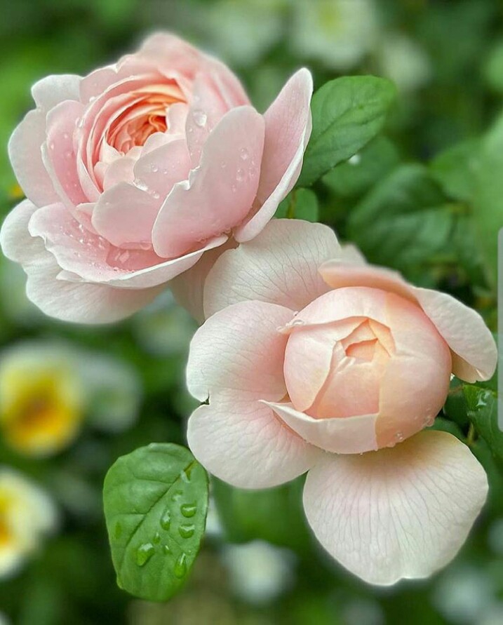 rose
