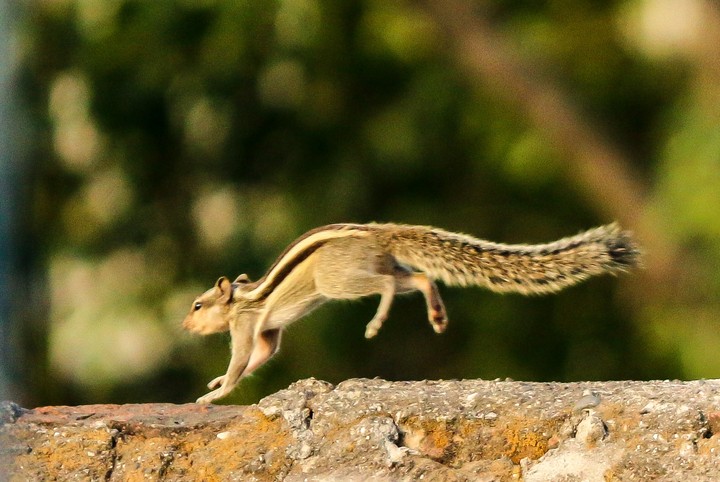 squirrel