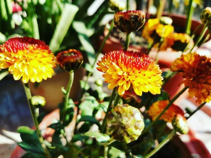 Flower