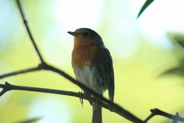 bird