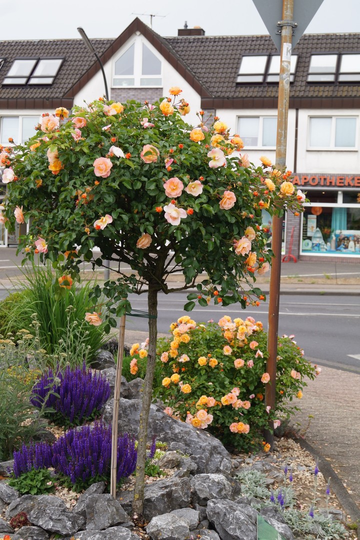 Bergisch Gladbach