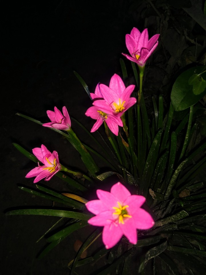 battery savings flower