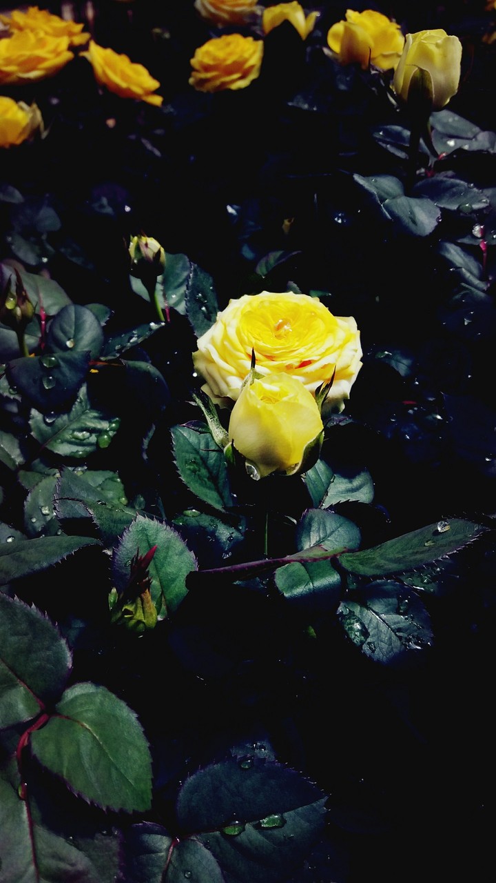 Y*Rose