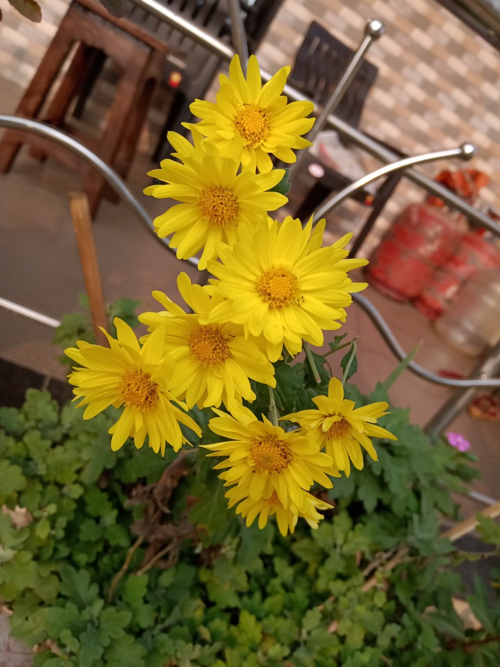 lil yellow flower