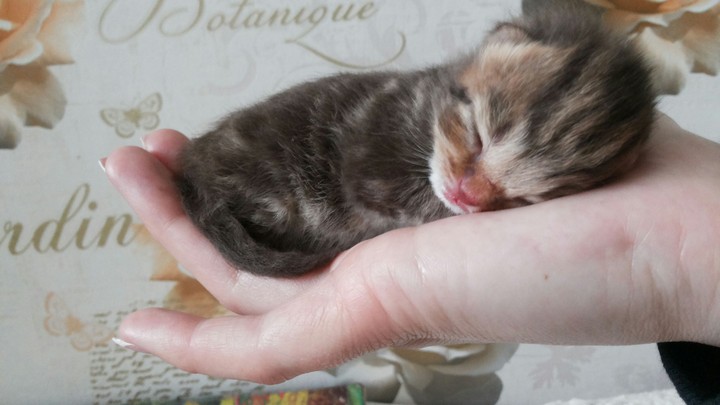 Kitty