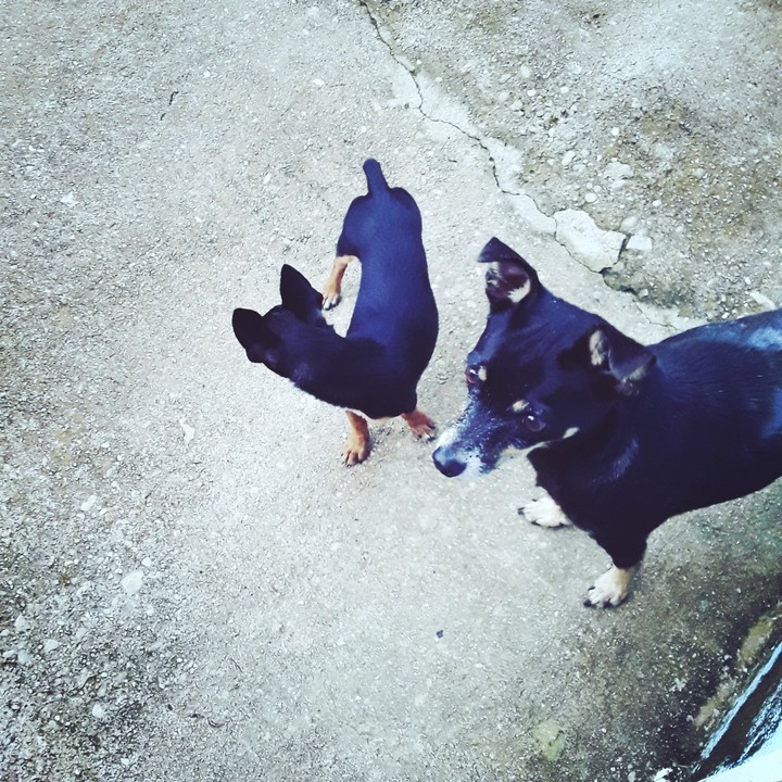 meus amores