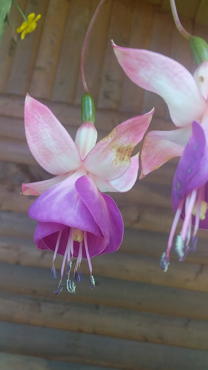 Flor