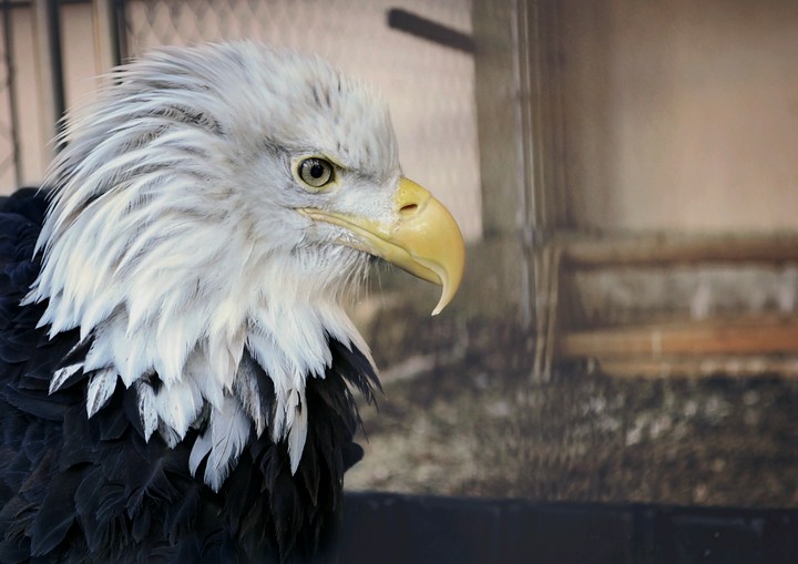 eagle