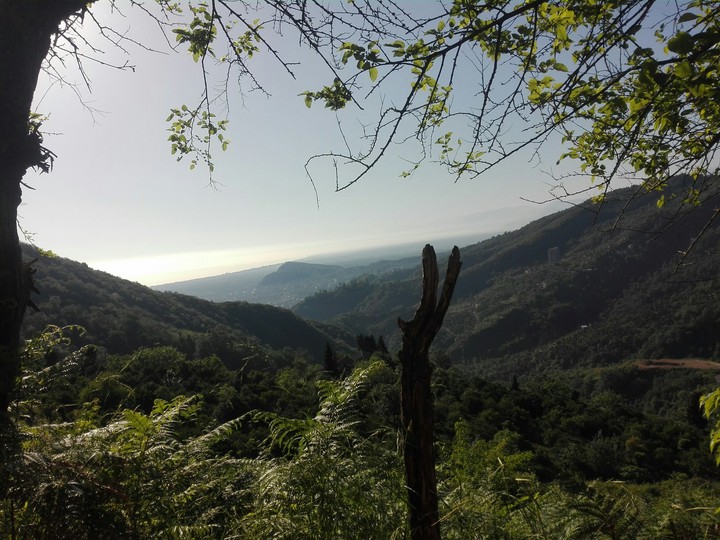 arbekale