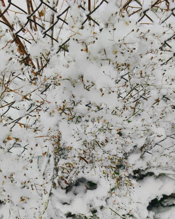 snow
