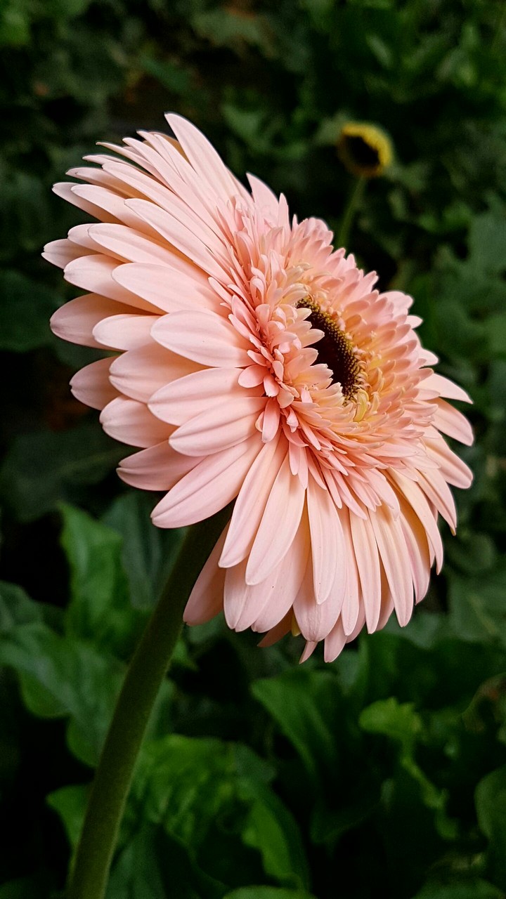 blossom