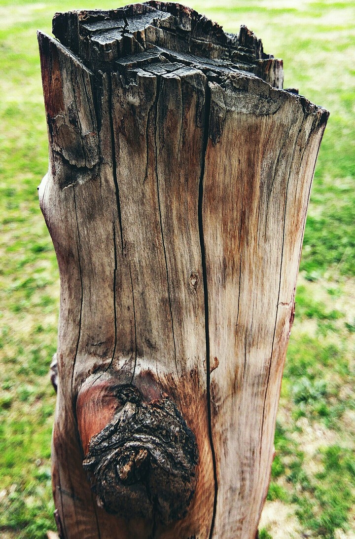 Wooden Log