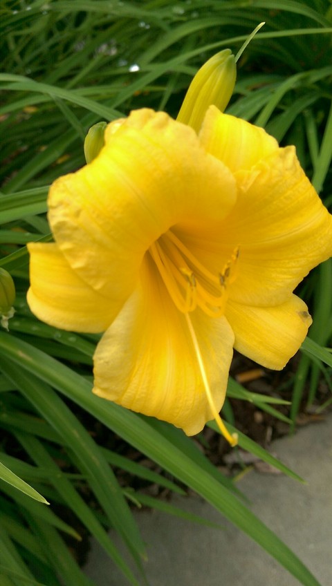 Golden Flower