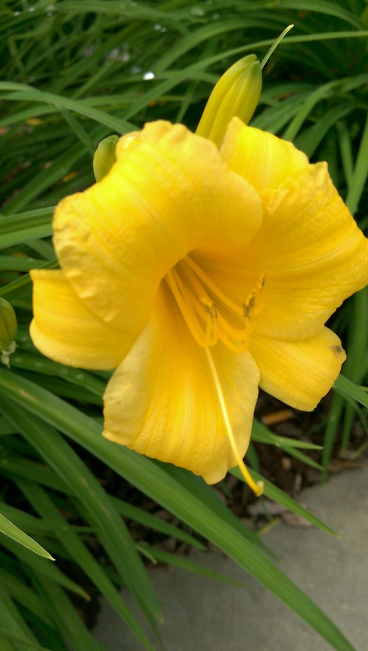 Golden Flower