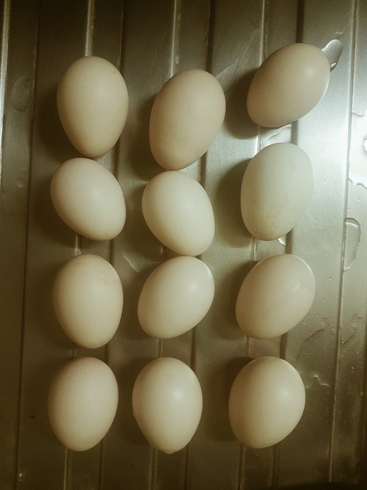 Eggs