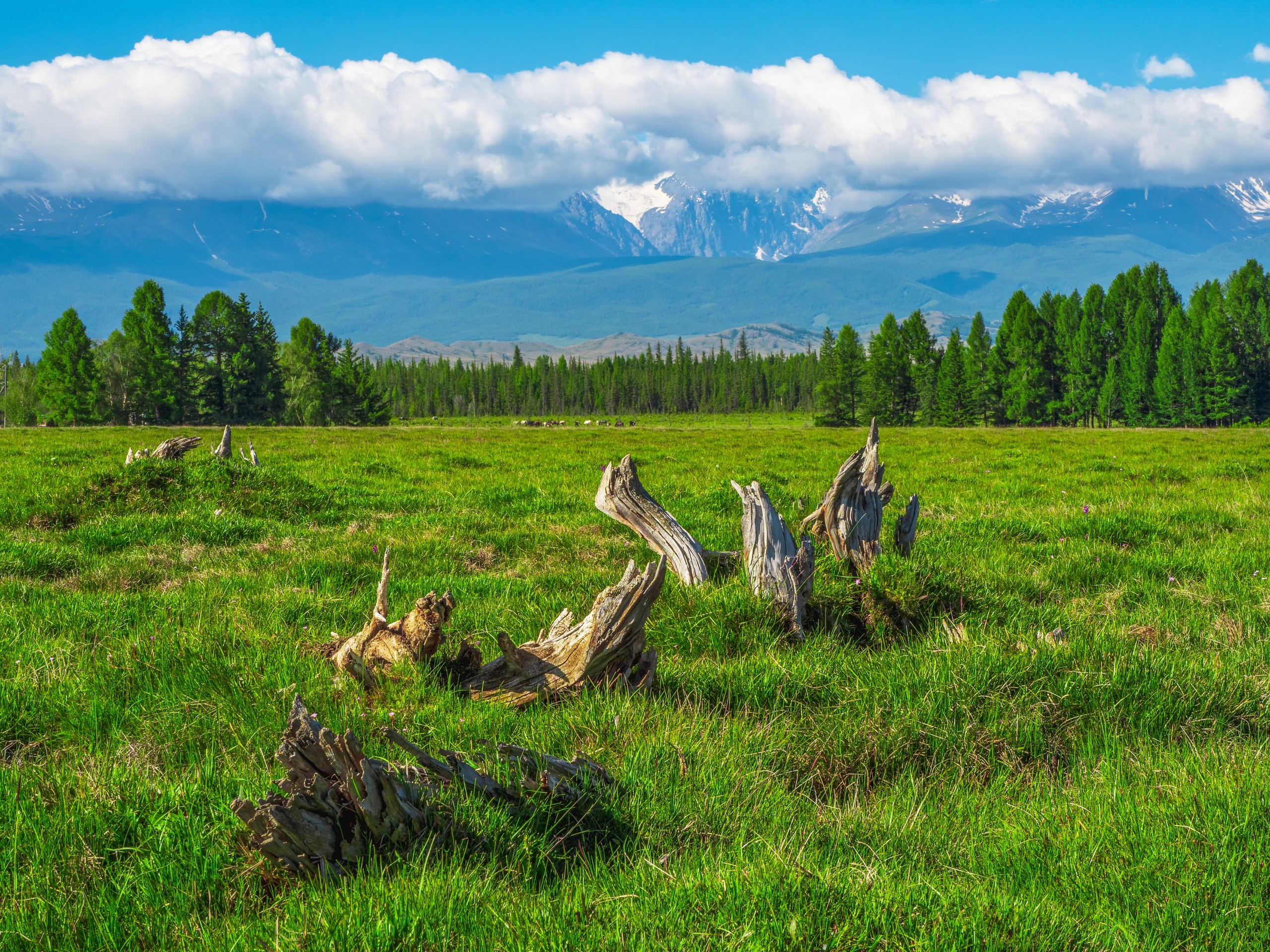 fondos de pantalla grassland, ecoregion