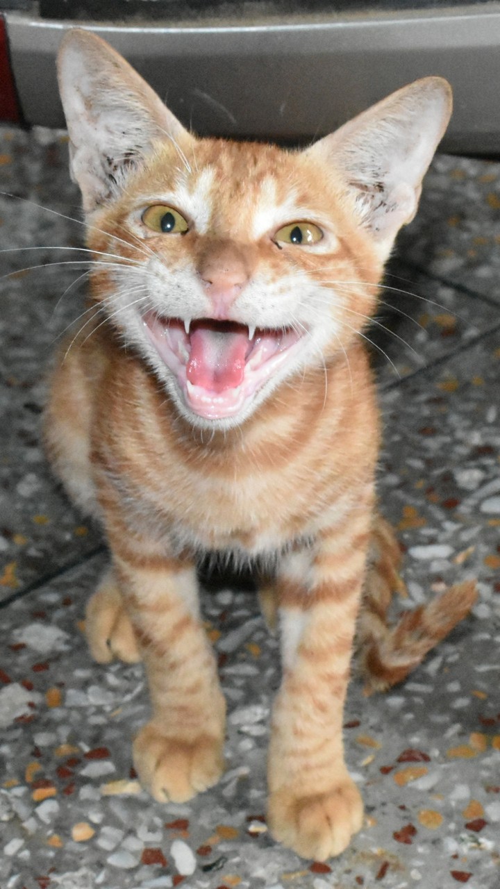 Cat