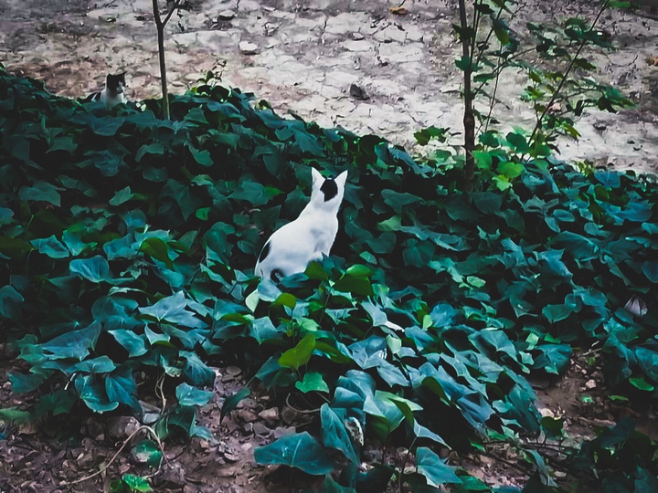 pishi