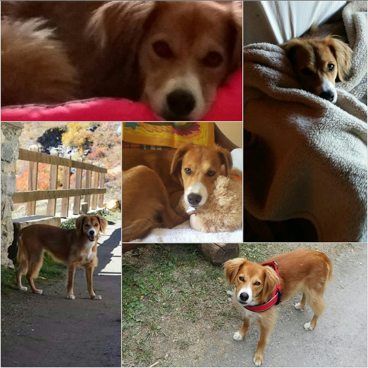 My dog Briciola