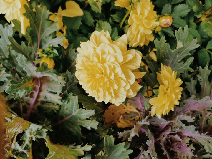 花