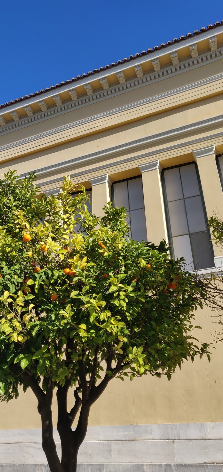 Orange trees