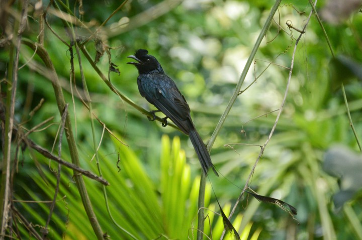 Drongo
