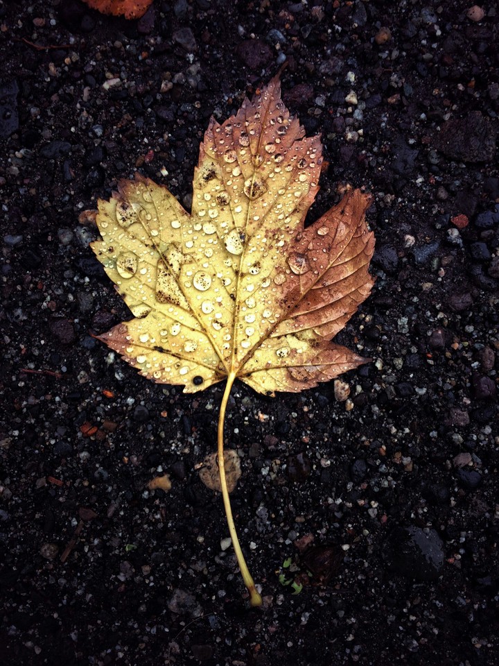 leaf