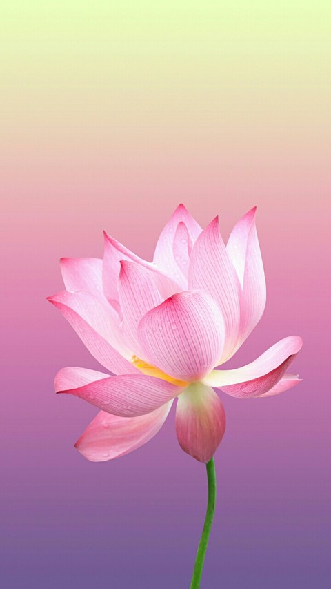 VIPUL