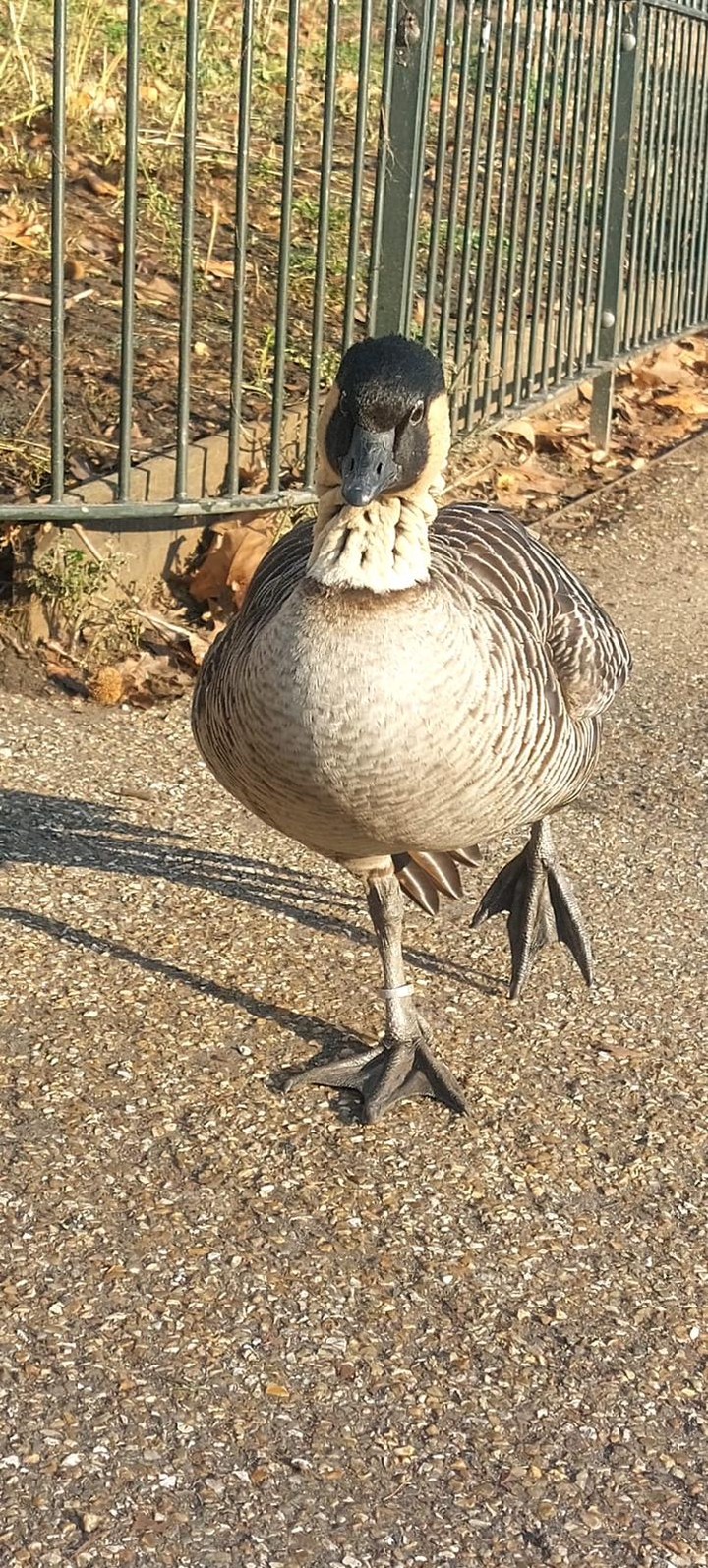 Canard