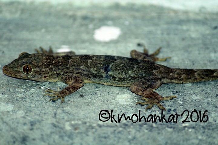 A house lizard