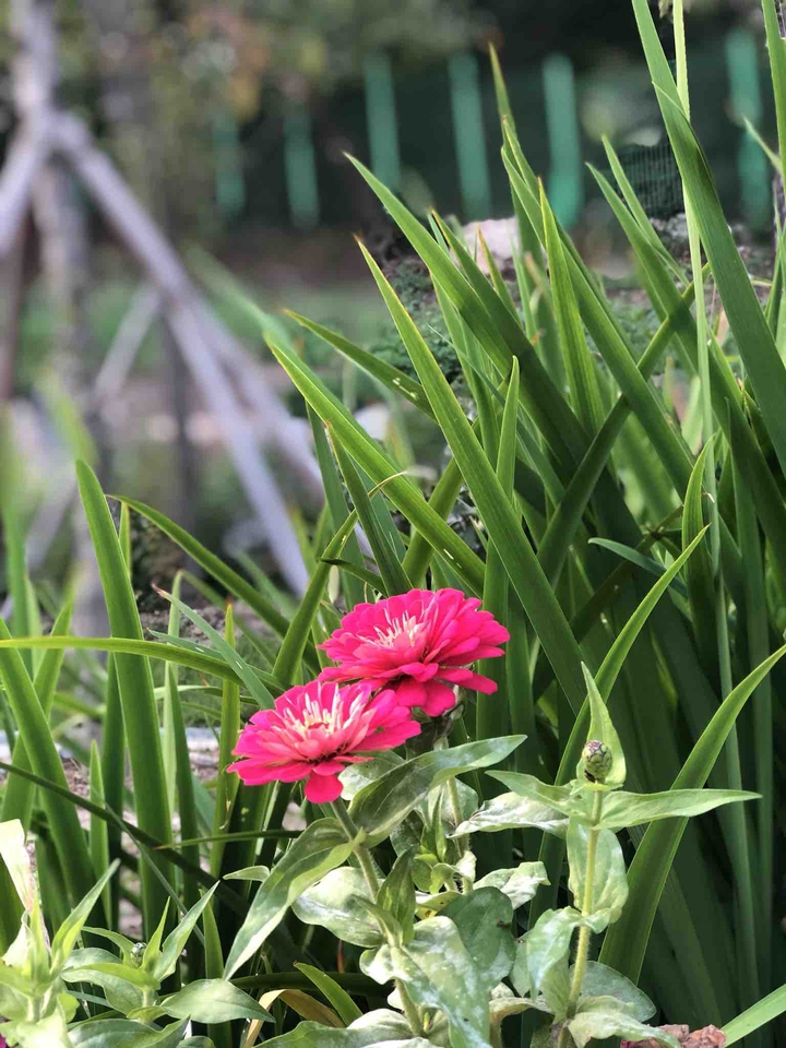 Like flowers