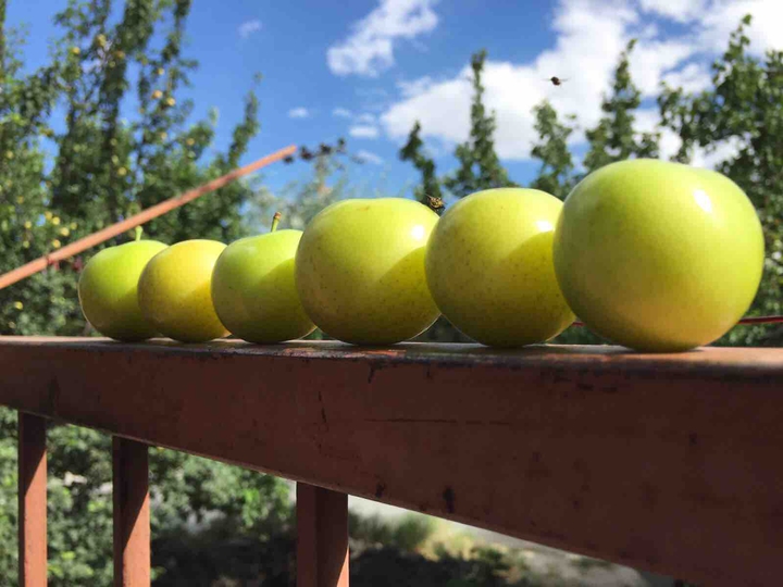 Fresh plums ☺️