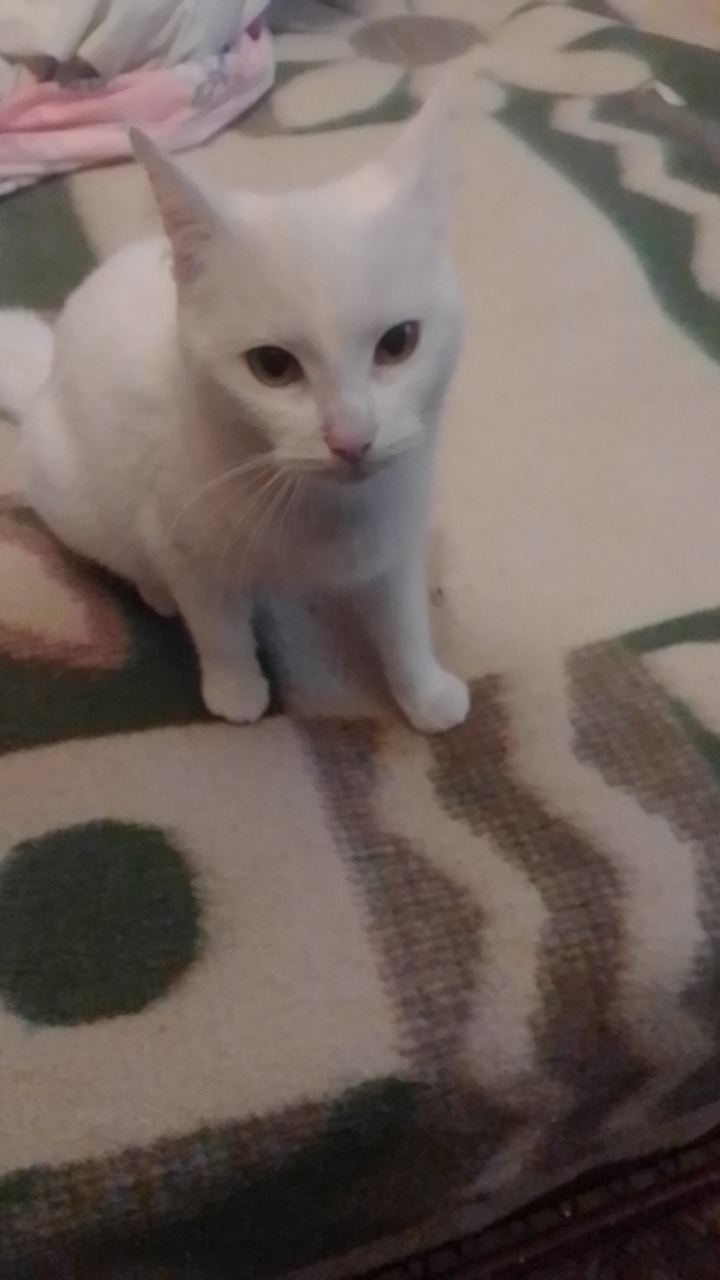 коша
