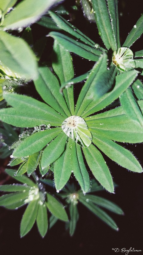 тапети groundcover, cleavers
