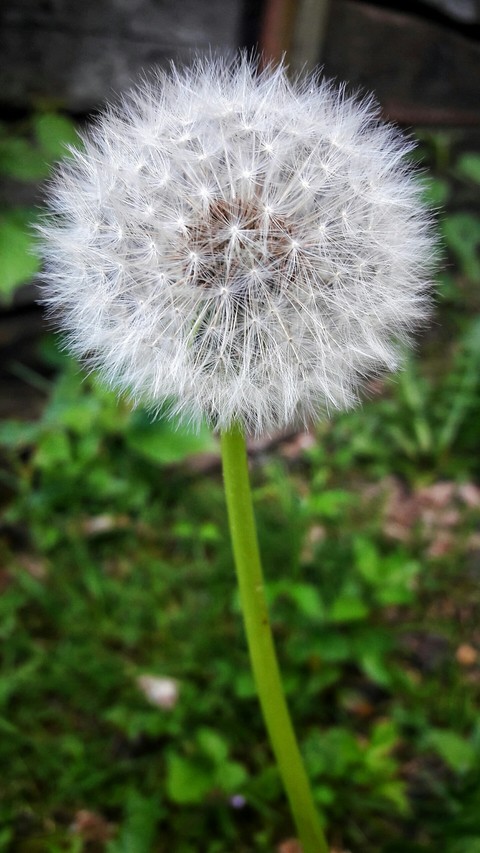 Wish