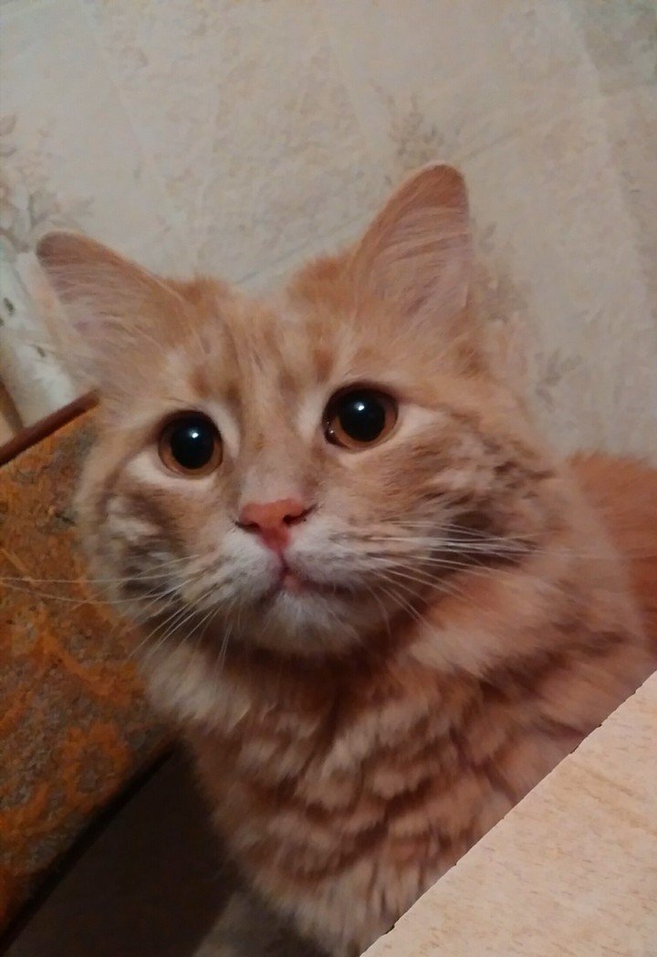 Momo cat - Play with me!