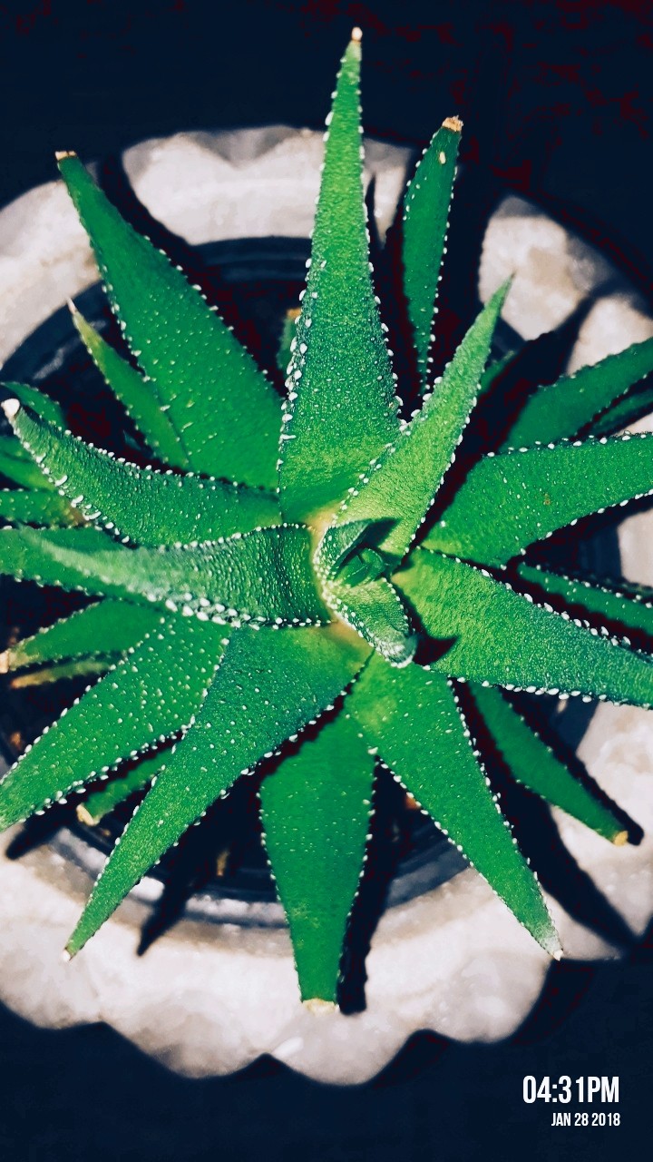plant