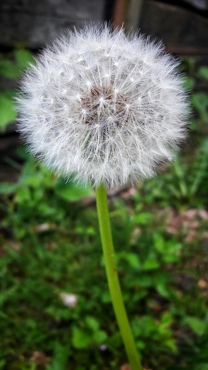 Wish